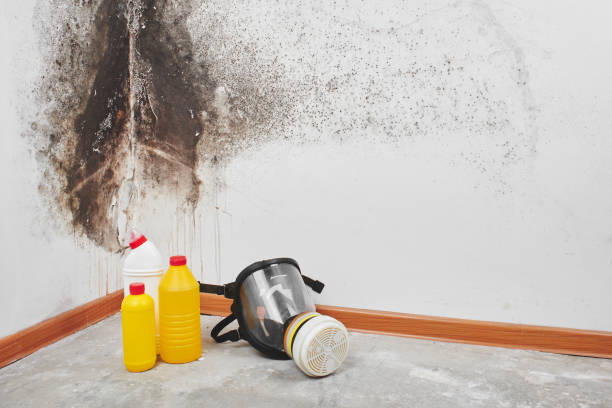 Best Commercial Mold Removal  in Evansville, WY