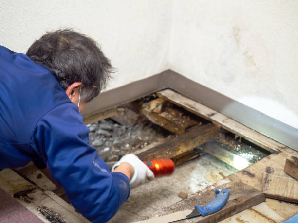 Best Residential Mold Removal  in Evansville, WY