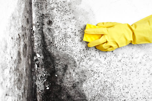 Best Commercial Mold Removal  in Evansville, WY