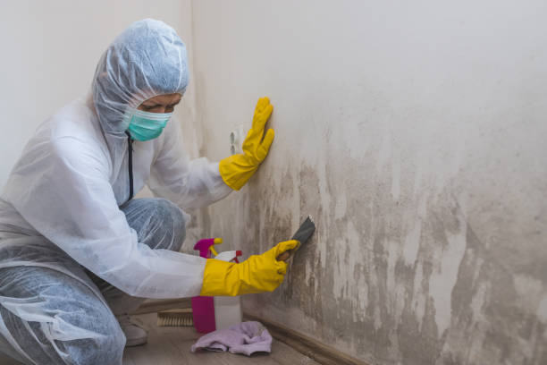 Best Certified Mold Removal  in Evansville, WY