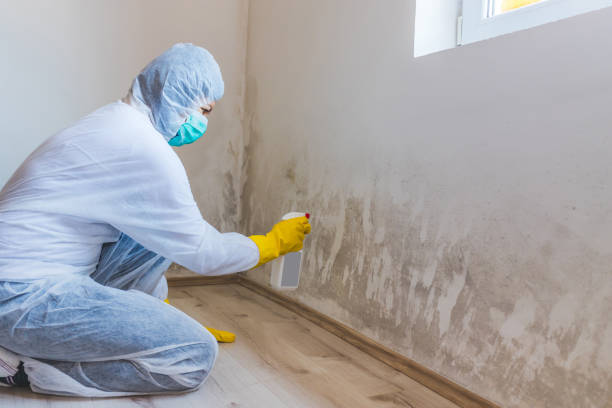 Best Toxic Mold Removal  in Evansville, WY