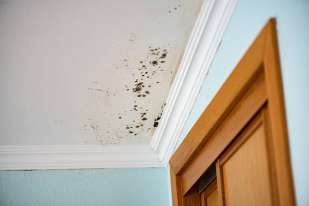 Best Mold Removal Process  in Evansville, WY