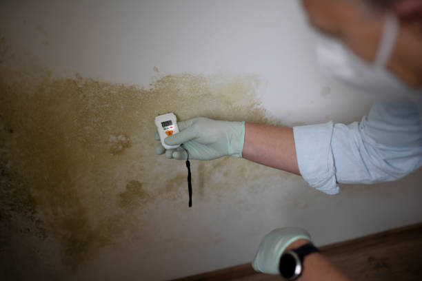 Best Mold Removal Near Me  in Evansville, WY