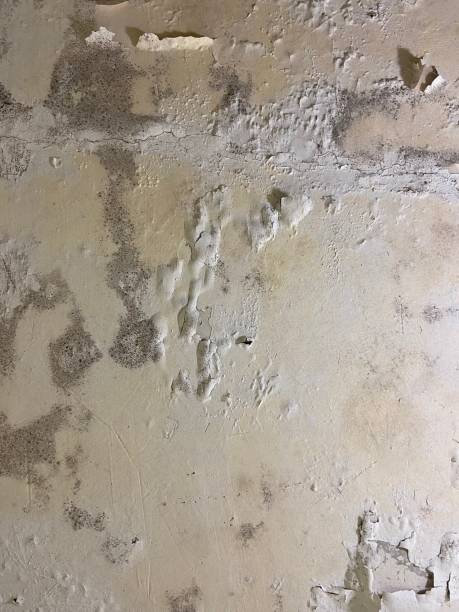 Best Office Mold Removal Services  in Evansville, WY