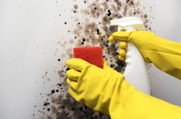 Best Mold Removal Near Me  in Evansville, WY