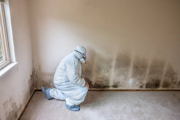 Mold Removal Process in Evansville, WY