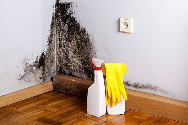 Best Attic Mold Removal  in Evansville, WY