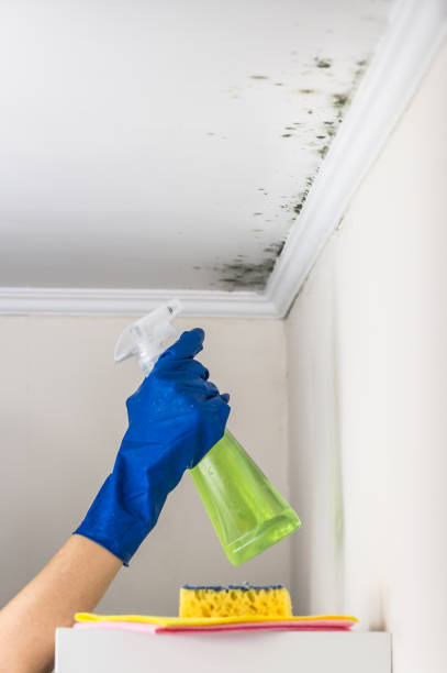 Best Home Mold Removal  in Evansville, WY