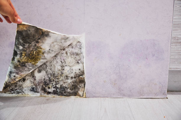 Best Mold Damage Repair  in Evansville, WY